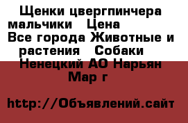 Щенки цвергпинчера мальчики › Цена ­ 25 000 - Все города Животные и растения » Собаки   . Ненецкий АО,Нарьян-Мар г.